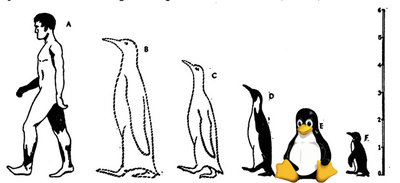 penguin-line-up1-1-1365249745.jpg