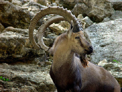 ibex.jpg