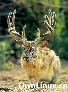 ubuntu-9-04-a-k-a-jaunty-jackalope-2.jpg