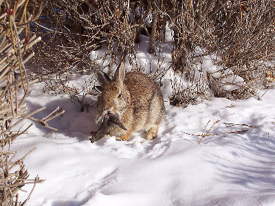 800px-Rabbit_shopes_papilloma_virus_3.jpg