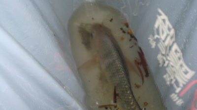 DSC09700.JPG