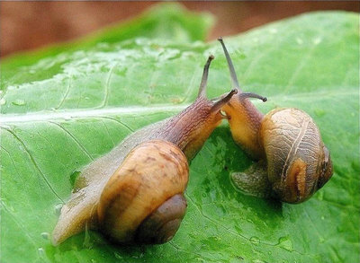 snail6.jpg