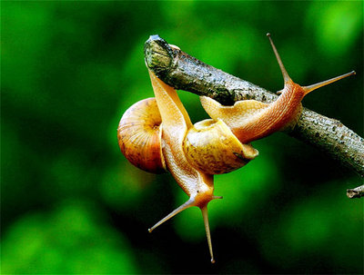 snail7.jpg