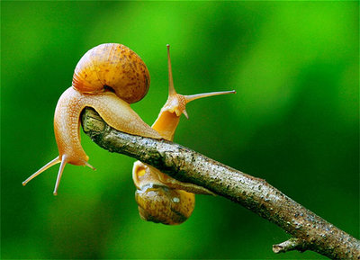 snail8.jpg
