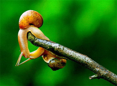snail9.jpg