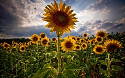 HDR-Sunflower-5.jpg